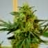 BIG BUD (Seedstockers) Semillas de marihuana feminizadas de colección, cogollo.