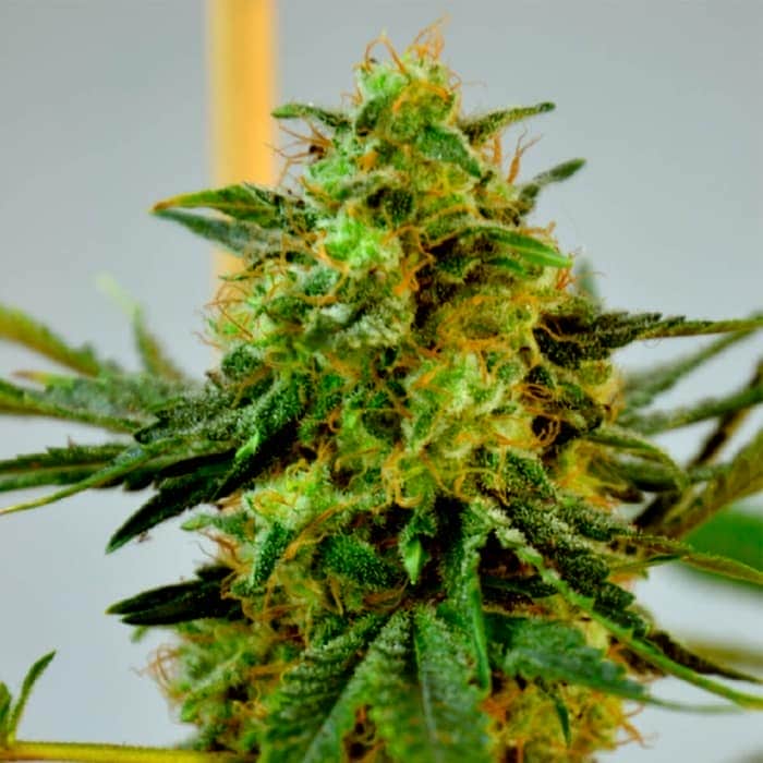 BIG BUD (Seedstockers) Semillas de marihuana feminizadas de colección, cogollo.