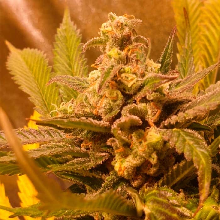 GOLDEN LEMON HAZE (Seedstockers) Semillas de marihuana feminizadas de colección, cogollo interior.