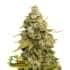 GOLDEN LEMON HAZE (Seedstockers) Semillas de marihuana feminizadas de colección, cogollo.
