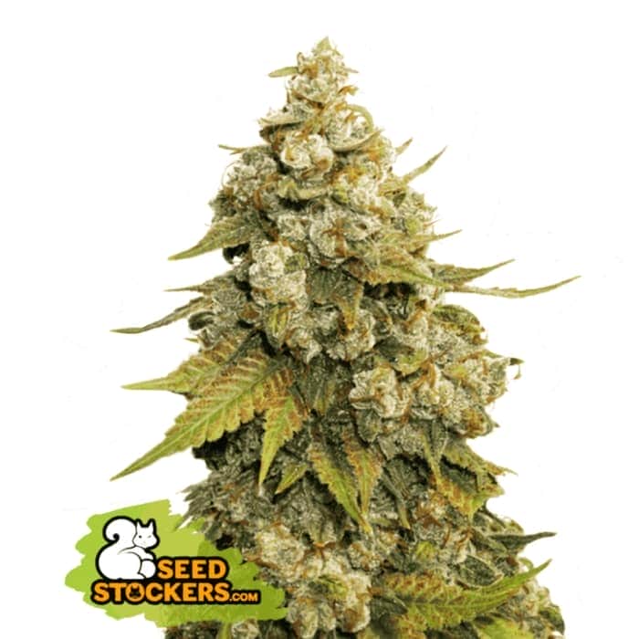 GOLDEN LEMON HAZE (Seedstockers) Semillas de marihuana feminizadas de colección, cogollo.