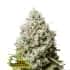 JACK HERER (Seedstockers) Semillas de marihuana feminizadas de colección, cogollo.