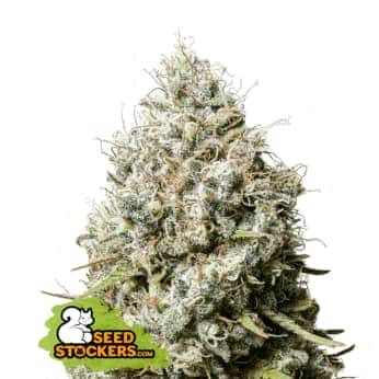 JACK HERER (Seedstockers) Semillas de marihuana feminizadas de colección, cogollo.