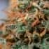MOBY DICK (Seedstockers) Semillas de marihuana feminizadas de colección, cogollo.