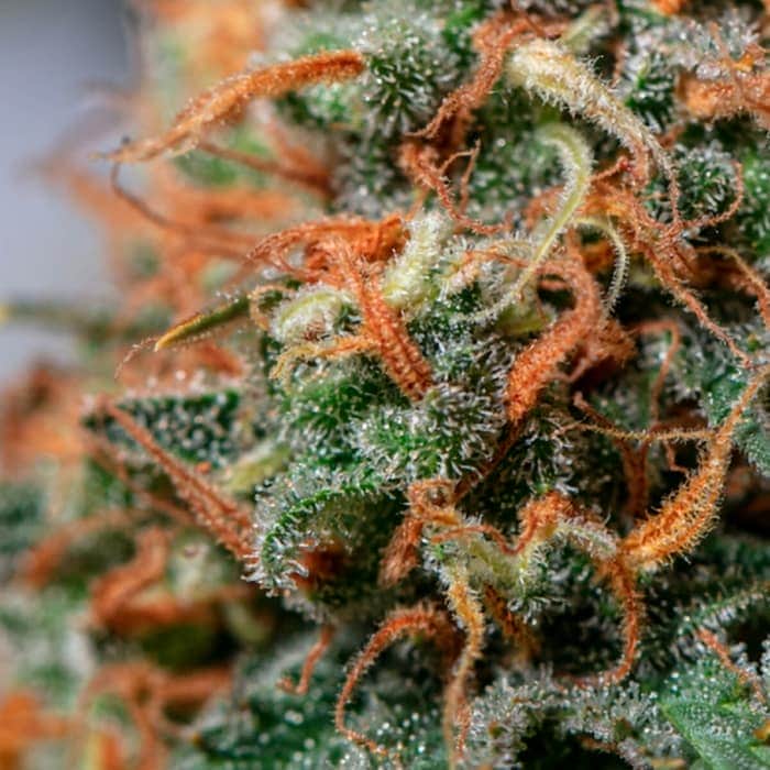 MOBY DICK (Seedstockers) Semillas de marihuana feminizadas de colección, cogollo.