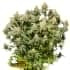 MOBY DICK (Seedstockers) Semillas de marihuana feminizadas de colección, planta.