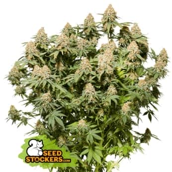 MOBY DICK (Seedstockers) Semillas de marihuana feminizadas de colección, planta.