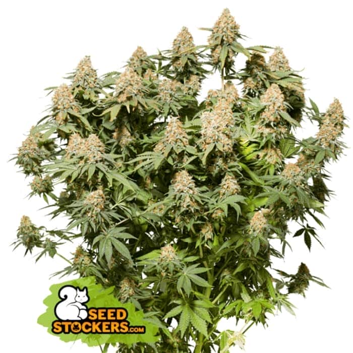 MOBY DICK (Seedstockers) Semillas de marihuana feminizadas de colección, planta.