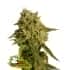 OG KUSH (Seedstockers) Semillas de marihuana feminizadas de colección, cogollo.