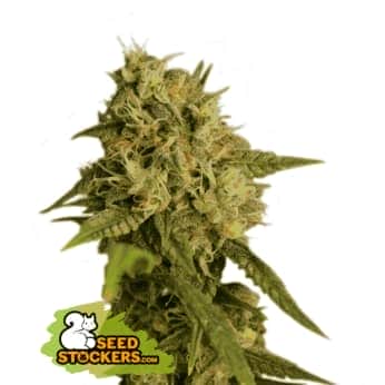 OG KUSH (Seedstockers) Semillas de marihuana feminizadas de colección, cogollo.