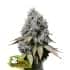 SOUR DIESEL (Seedstockers) Semillas de marihuana feminizadas de colección, cogollo.