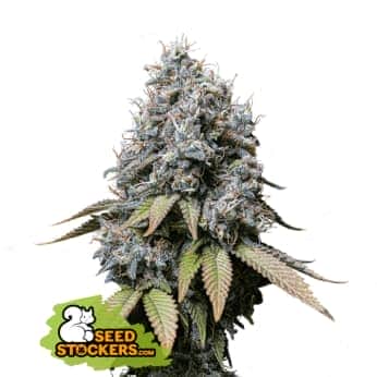 SOUR DIESEL (Seedstockers) Semillas de marihuana feminizadas de colección, cogollo.