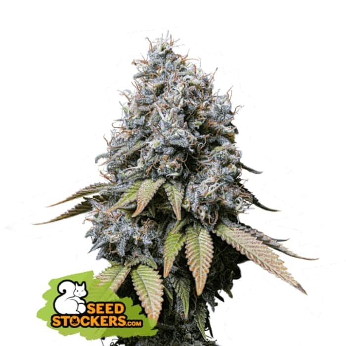 SOUR DIESEL (Seedstockers) Semillas de marihuana feminizadas de colección, cogollo.
