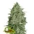 SUPER SKUNK (Seedstockers)