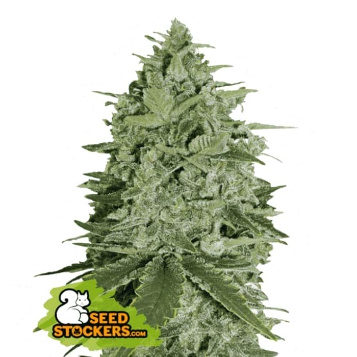 Semillas de marihuana feminizadas de colección, cogollo.