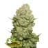 WHITE WIDOW (Seedstockers) Semillas de marihuana feminizadas de colección, cogollo.