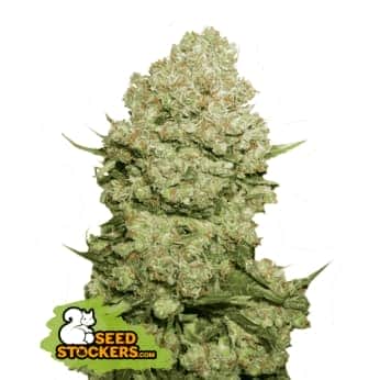 WHITE WIDOW (Seedstockers) Semillas de marihuana feminizadas de colección, cogollo.