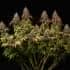 WHITE WIDOW (Seedstockers) Semillas de marihuana feminizadas de colección, planta.