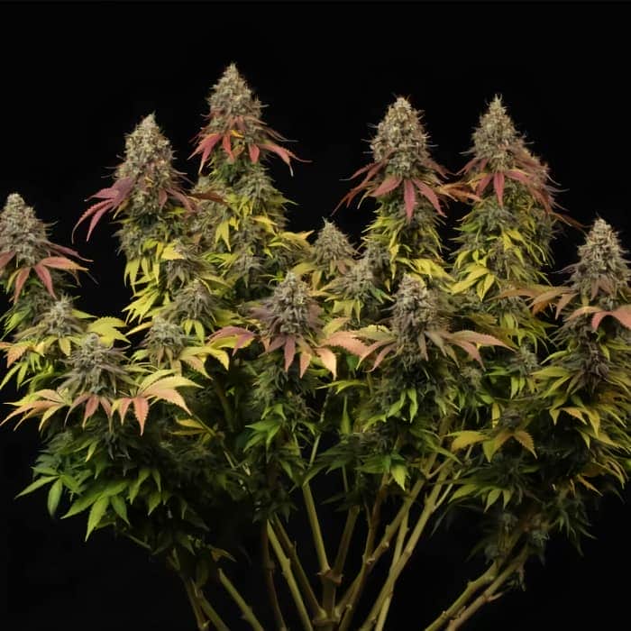 WHITE WIDOW (Seedstockers) Semillas de marihuana feminizadas de colección, planta.