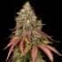 WHITE WIDOW (Seedstockers) Semillas de marihuana feminizadas de colección, cogollo con hojas.