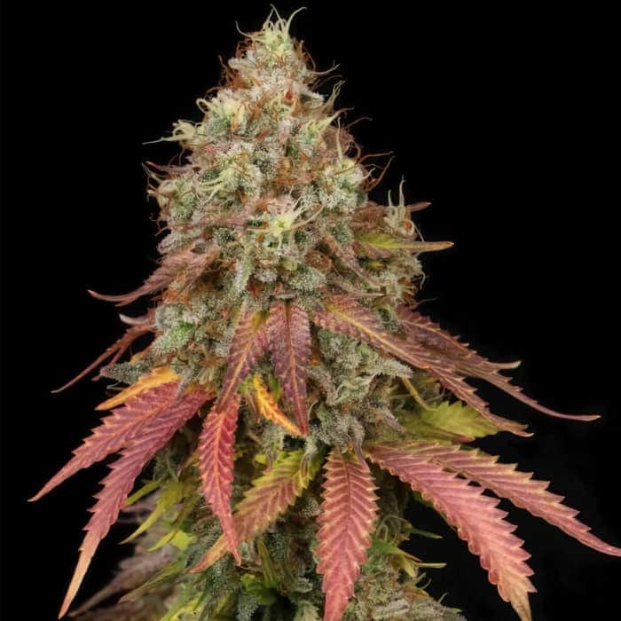 WHITE WIDOW (Seedstockers) Semillas de marihuana feminizadas de colección, cogollo con hojas.