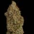 WHITE WIDOW (Seedstockers) Semillas de marihuana feminizadas de colección, cogollo seco.