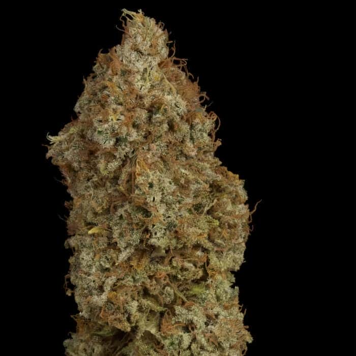 WHITE WIDOW (Seedstockers) Semillas de marihuana feminizadas de colección, cogollo seco.