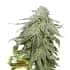 AUTO COOKIES AND CREAM (Seedstockers) Semillas de marihuana autoflorecientes feminizadas de colección, cogollo.