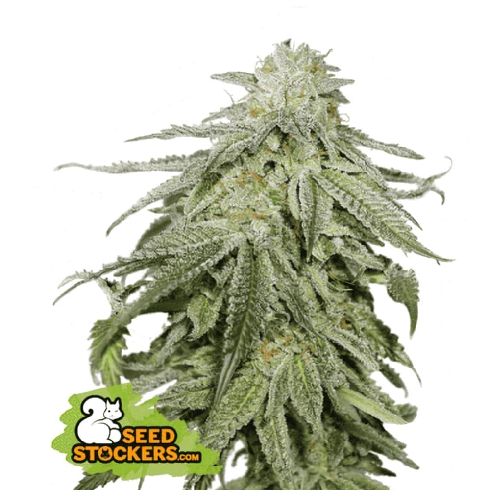 AUTO COOKIES AND CREAM (Seedstockers) Semillas de marihuana autoflorecientes feminizadas de colección, cogollo.