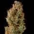 AUTO GELATO 41 (Seedstockers) Semillas de marihuana autoflorecientes de colección cogollo seco.