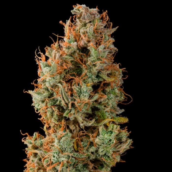 AUTO GELATO 41 (Seedstockers) Semillas de marihuana autoflorecientes de colección cogollo seco.