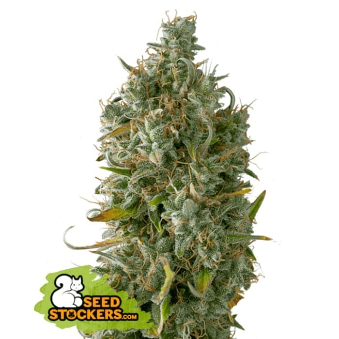 AUTO GELATO 41 (Seedstockers) Semillas de marihuana autoflorecientes de colección cogollo.