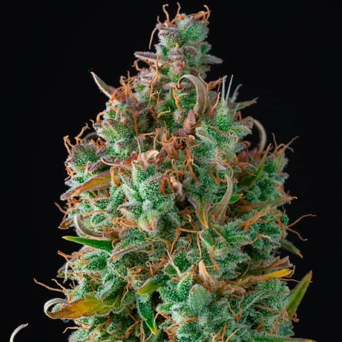 AUTO GELATO 41 (Seedstockers) Semillas de marihuana autoflorecientes de colección cogollo.