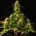 AUTO GIRL SCOUT COOKIES (Seedstockers) Semillas de marihuana autoflorecientes feminizadas de colección, planta.