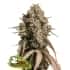 AUTO GORILLA COOKIES (Seedstockers) Semillas de marihuana feminizadas autoflorecientes de colección.
