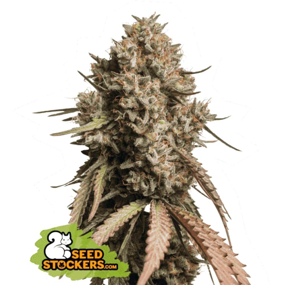 AUTO GORILLA COOKIES (Seedstockers) Semillas de marihuana feminizadas autoflorecientes de colección.