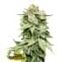 AUTO GORILLA GLUE (Seedstockers) Semillas de marihuana feminizadas autoflorecientes de colección, cogollo.