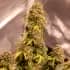 AUTO GORILLA GLUE (Seedstockers) Semillas de marihuana feminizadas autoflorecientes de colección, planta.