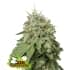 AUTO GREEN CRACK (Seedstockers) Semillas de marihuana feminizadas autoflorecientes de colección, cogollo.