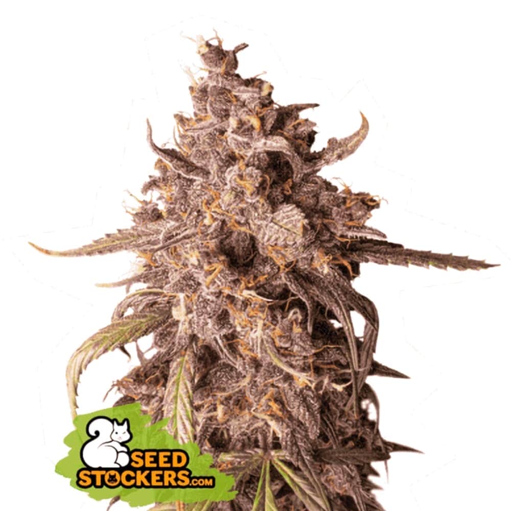 AUTO PURPLE PUNCH (Seedstockers) Semillas de marihuana feminizadas autoflorecientes de colección, cogollo.