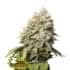 BRUCE BANNER (Seedstockers) Semillas de marihuana feminizadas de colección, cogollo.