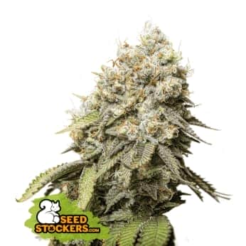 BRUCE BANNER (Seedstockers) Semillas de marihuana feminizadas de colección, cogollo.