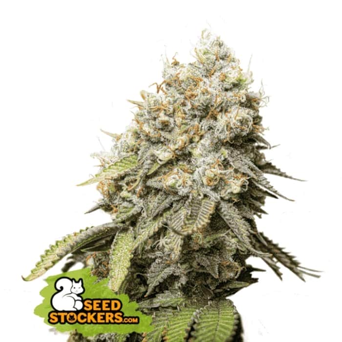 BRUCE BANNER (Seedstockers) Semillas de marihuana feminizadas de colección, cogollo.