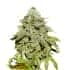 COOKIES AND CREAM (Seedstockers) Semillas de marihuana feminizadas de colección, cogollo.
