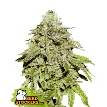 COOKIES AND CREAM (Seedstockers) Semillas de marihuana feminizadas de colección, cogollo.