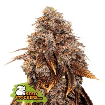 GELATO 41 (Seedstockers) Semillas de marihuana feminizadas de colección, cogollo.
