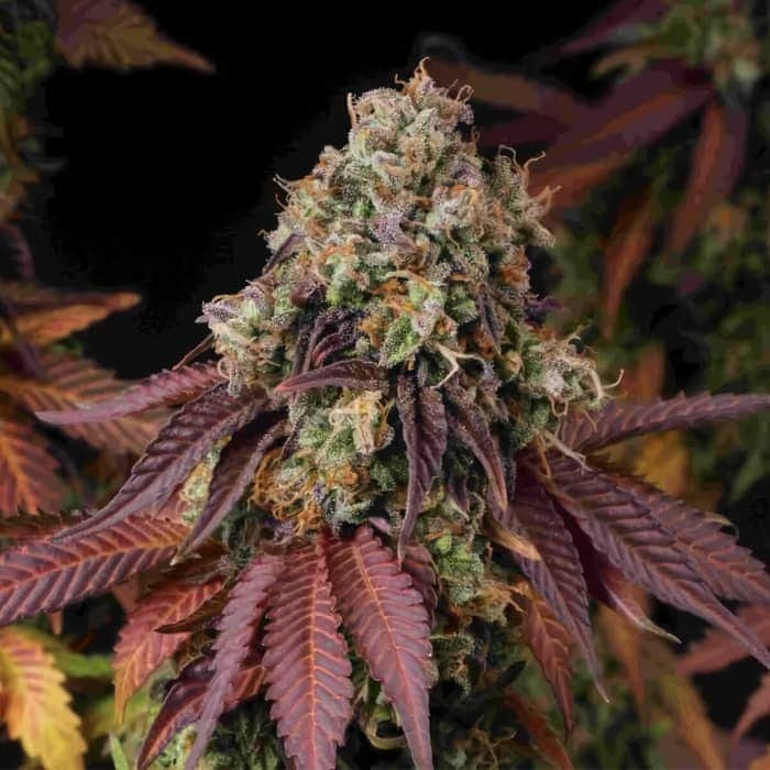 GELATO 41 (Seedstockers) Semillas de marihuana feminizadas de colección, cogollo.