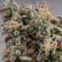 GELATO 41 (Seedstockers) Semillas de marihuana feminizadas de colección, cogollo.