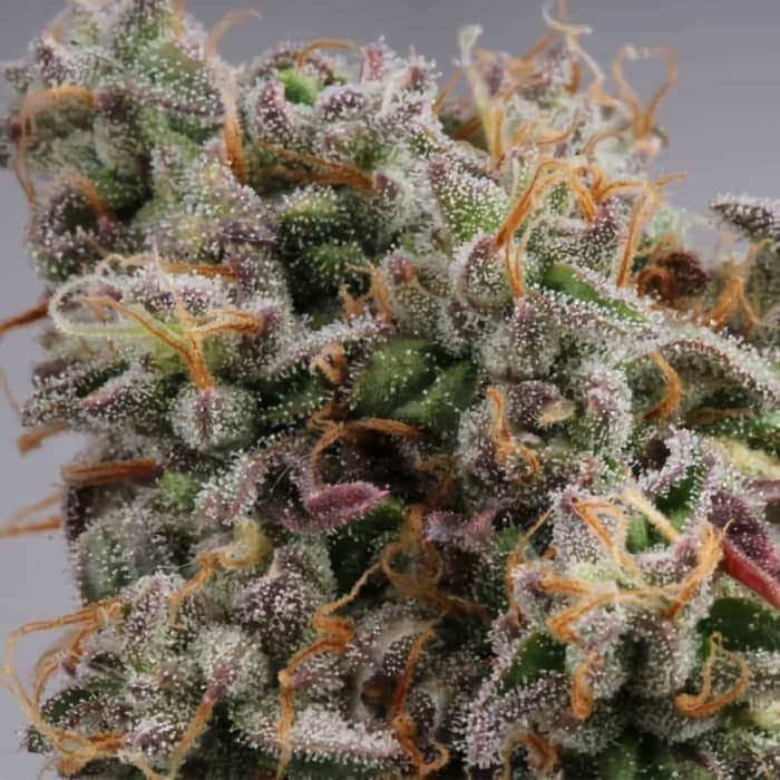GELATO 41 (Seedstockers) Semillas de marihuana feminizadas de colección, cogollo.