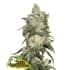 GIRL SCOUT COOKIES (Seedstockers) Semillas de marihuana feminizadas de colección, cogollo.